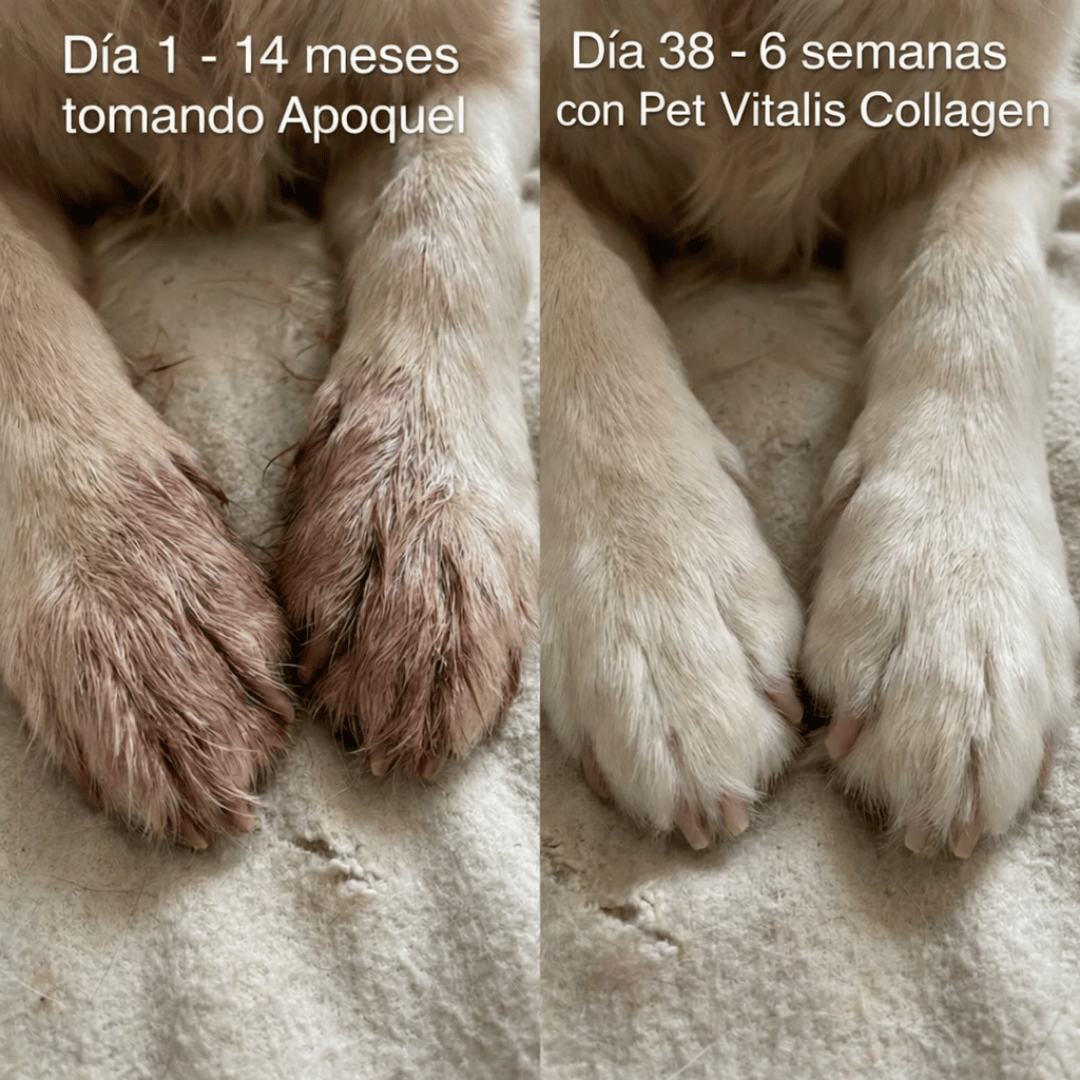 Colágeno Líquido Regenerador