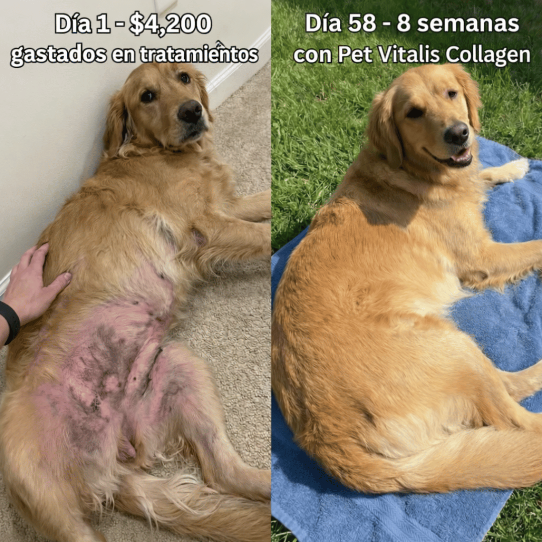 Colágeno Líquido Regenerador