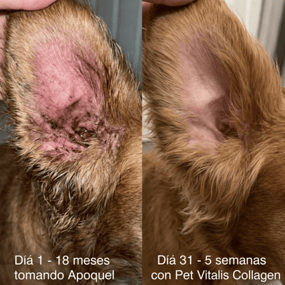 Colágeno Líquido Regenerador