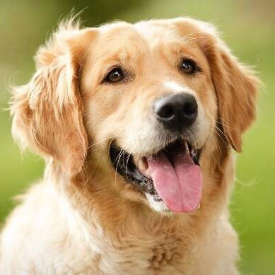 Producto Suscripción