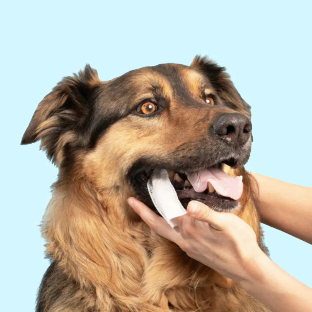 CareWipes™ Protege de problemas dentales a tu mascota