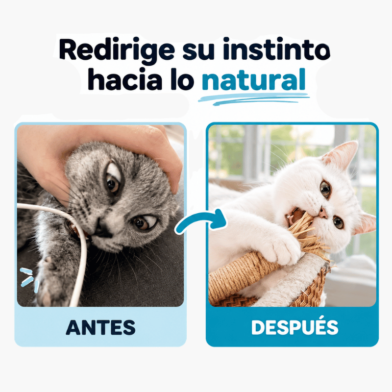 Sticks de limpieza dental para Gatos